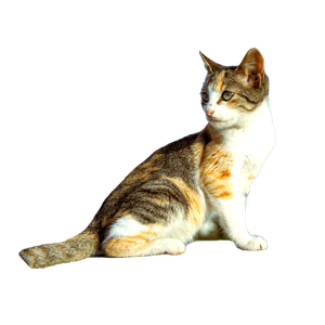 A Calico Cat Sitting Outside On A Sunny Day, Looking To The Side. Perfect For Pet Photography Needs. 17982 - Cat PNG image with transparent background